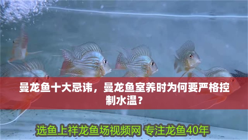 曼龍魚十大忌諱，曼龍魚室養時為何要嚴格控制水溫？