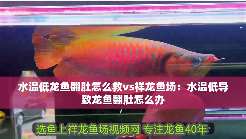 水溫低龍魚翻肚怎么救vs祥龍魚場：水溫低導(dǎo)致龍魚翻肚怎么辦