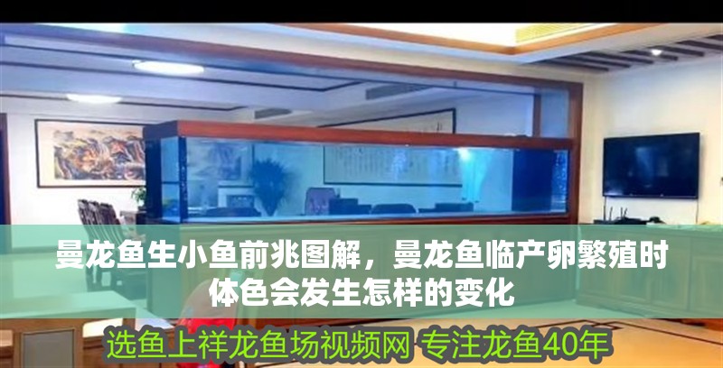 曼龍魚生小魚前兆圖解，曼龍魚臨產卵繁殖時體色會發生怎樣的變化