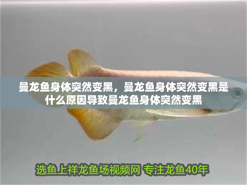 曼龍魚身體突然變黑，曼龍魚身體突然變黑是什么原因導致曼龍魚身體突然變黑
