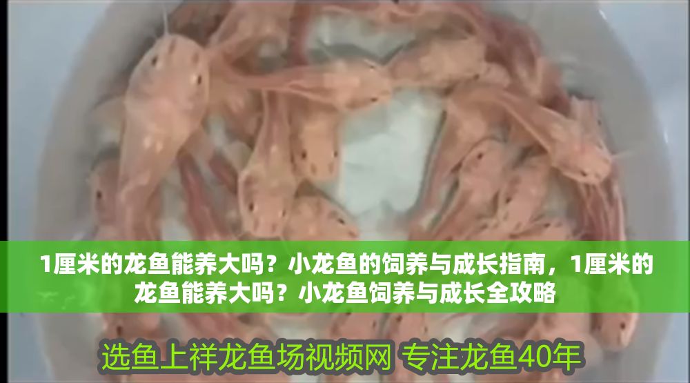 1厘米的龍魚能養大嗎？小龍魚的飼養與成長指南，1厘米的龍魚能養大嗎？小龍魚飼養與成長全攻略