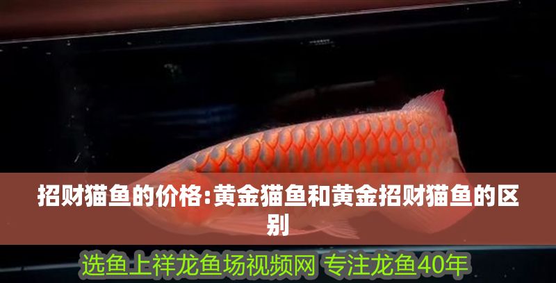 招財(cái)貓魚的價(jià)格:黃金貓魚和黃金招財(cái)貓魚的區(qū)別