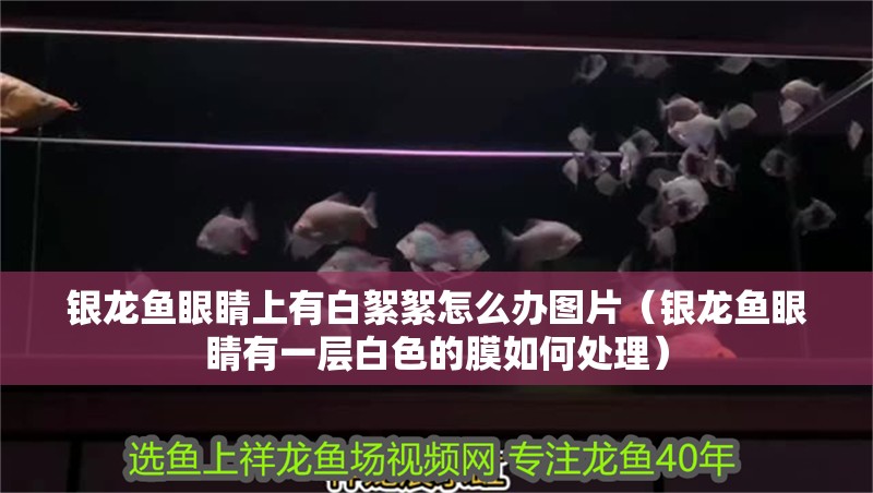 銀龍魚眼睛上有白絮絮怎么辦圖片（銀龍魚眼睛有一層白色的膜如何處理）