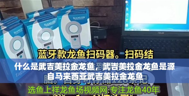 什么是武吉美拉金龍魚，武吉美拉金龍魚是源自馬來西亞武吉美拉金龍魚