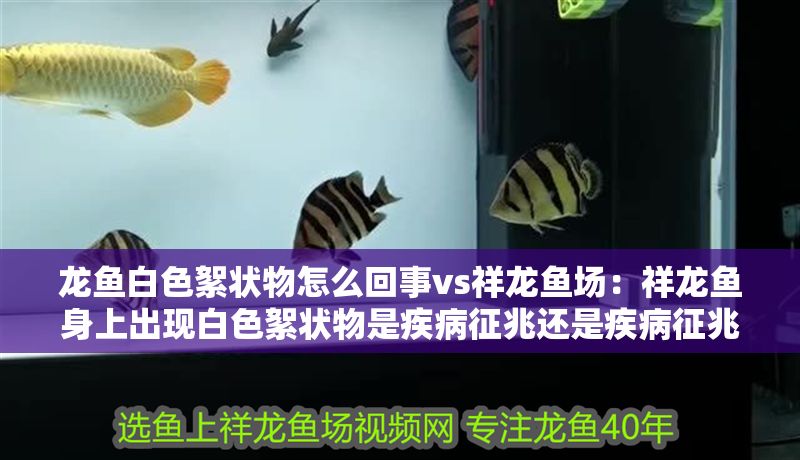 龍魚白色絮狀物怎么回事vs祥龍魚場：祥龍魚身上出現白色絮狀物是疾病征兆還是疾病征兆