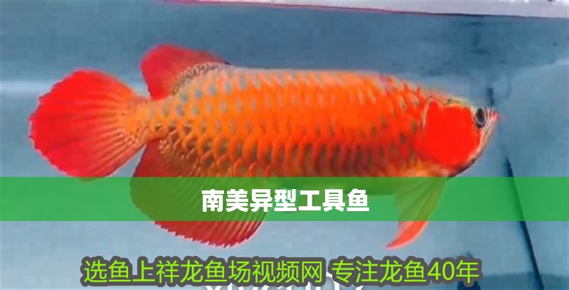 南美異型工具魚(yú)