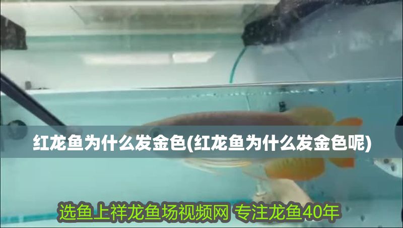 紅龍魚為什么發(fā)金色(紅龍魚為什么發(fā)金色呢)