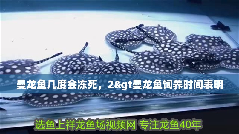 曼龍魚幾度會凍死，2&gt曼龍魚飼養(yǎng)時間表明