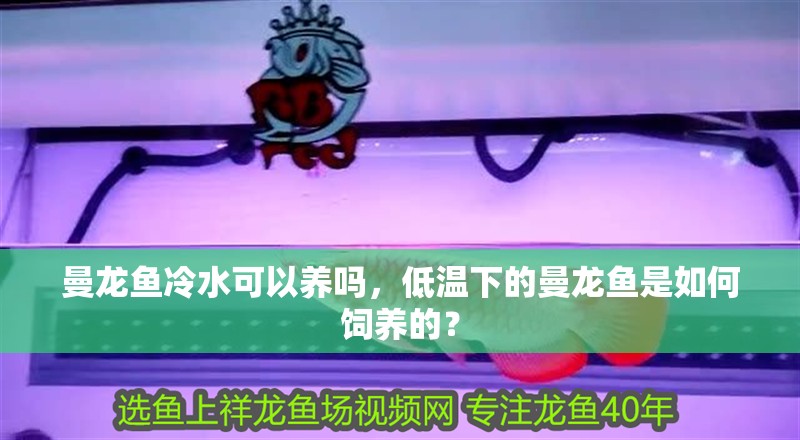 曼龍魚冷水可以養(yǎng)嗎，低溫下的曼龍魚是如何飼養(yǎng)的？