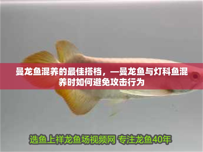 曼龍魚(yú)混養(yǎng)的最佳搭檔，—曼龍魚(yú)與燈科魚(yú)混養(yǎng)時(shí)如何避免攻擊行為