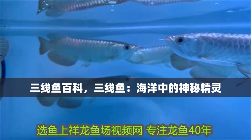 三線魚百科，三線魚：海洋中的神秘精靈