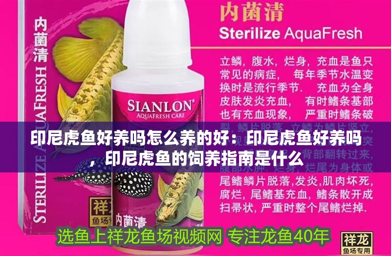 印尼虎魚好養嗎怎么養的好：印尼虎魚好養嗎，印尼虎魚的飼養指南是什么