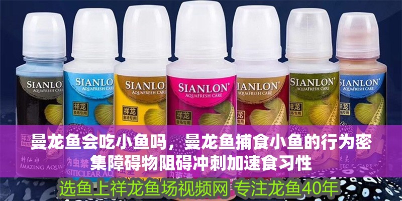 曼龍魚會吃小魚嗎，曼龍魚捕食小魚的行為密集障礙物阻礙沖刺加速食習(xí)性