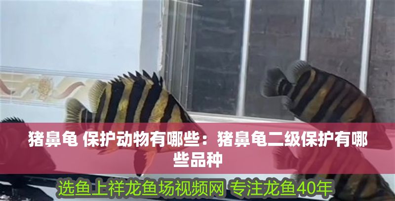 豬鼻龜 保護(hù)動(dòng)物有哪些：豬鼻龜二級(jí)保護(hù)有哪些品種