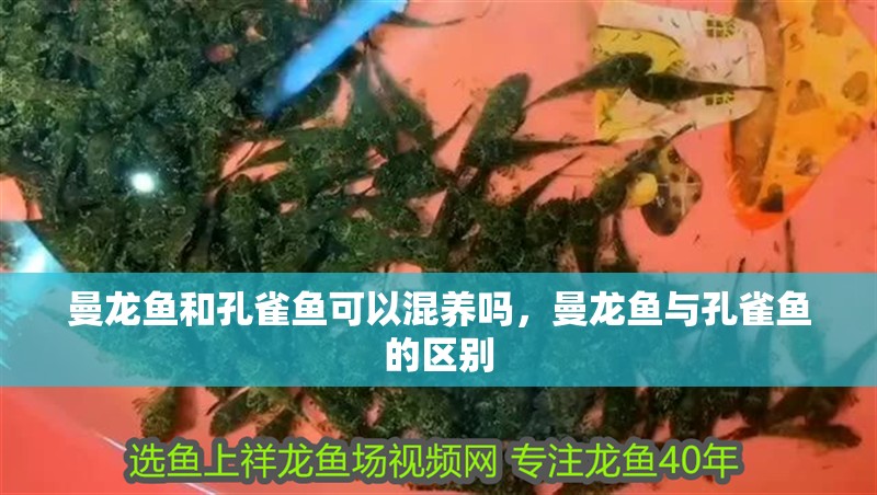 曼龍魚和孔雀魚可以混養(yǎng)嗎，曼龍魚與孔雀魚的區(qū)別