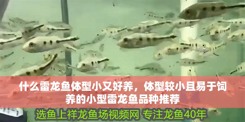 什么雷龍魚體型小又好養，體型較小且易于飼養的小型雷龍魚品種推薦