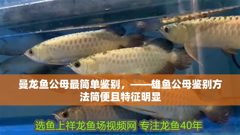 曼龍魚公母最簡單鑒別，——雄魚公母鑒別方法簡便且特征明顯