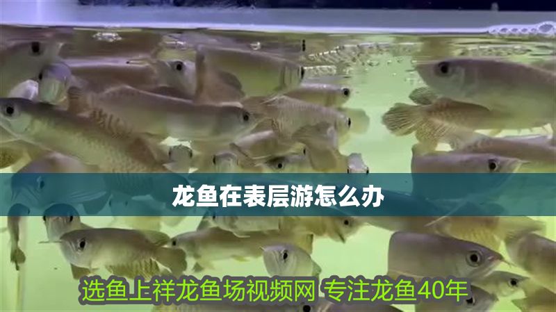 龍魚在表層游怎么辦