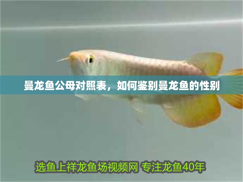 曼龍魚公母對照表，如何鑒別曼龍魚的性別