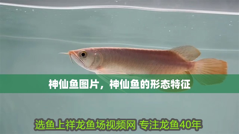 神仙魚圖片，神仙魚的形態(tài)特征