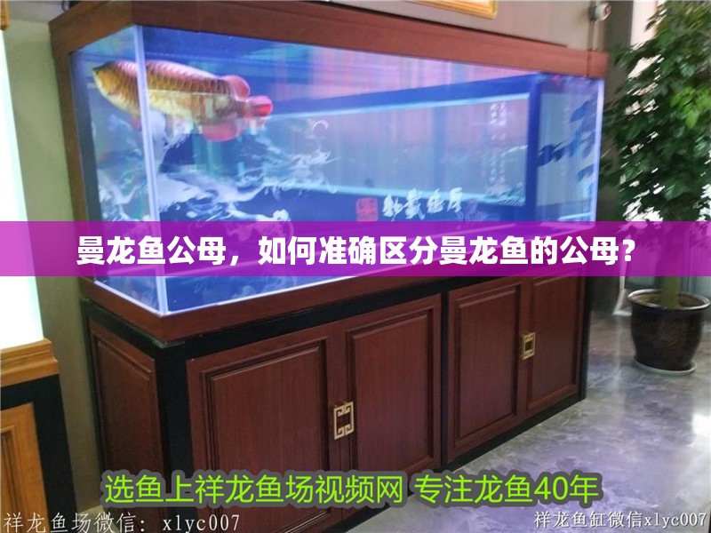 曼龍魚公母，如何準確區(qū)分曼龍魚的公母？