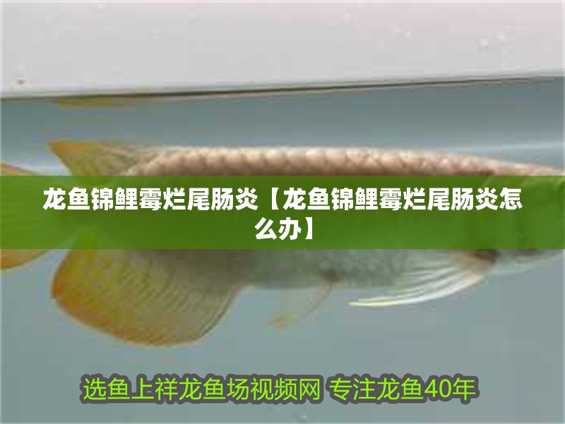 龍魚錦鯉霉?fàn)€尾腸炎【龍魚錦鯉霉?fàn)€尾腸炎怎么辦】