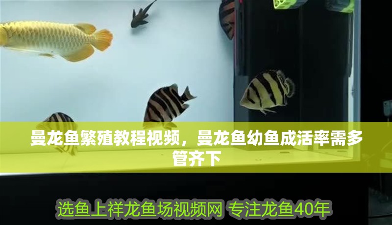 曼龍魚繁殖教程視頻，曼龍魚幼魚成活率需多管齊下