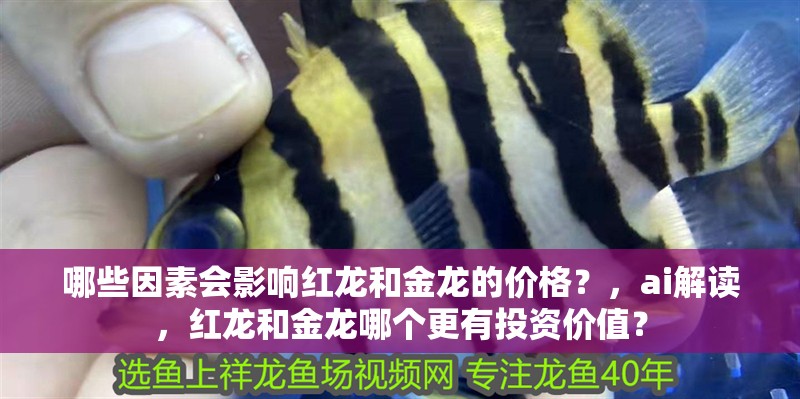 哪些因素會影響紅龍和金龍的價格？，ai解讀，紅龍和金龍哪個更有投資價值？
