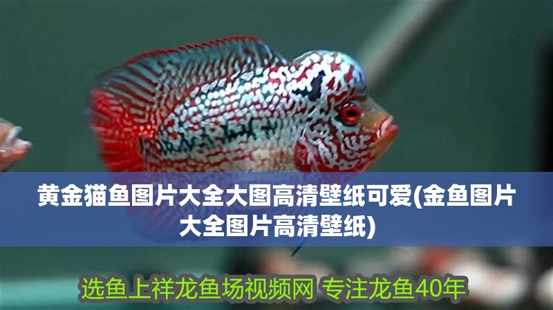 黃金貓魚圖片大全大圖高清壁紙可愛(金魚圖片大全圖片高清壁紙) 黃金貓魚百科 第1張 黃金貓魚圖片大全大圖高清壁紙可愛(金魚圖片大全圖片高清壁紙) 黃金貓魚圖片大全大圖高清壁紙可愛(金魚圖片大全圖片高清壁紙) 黃金貓魚百科 第1張