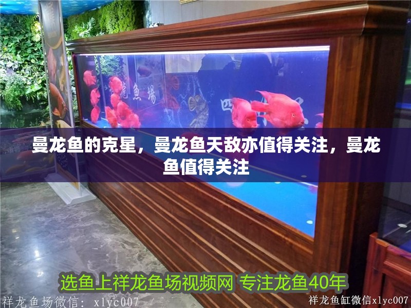 曼龍魚的克星，曼龍魚天敵亦值得關注，曼龍魚值得關注