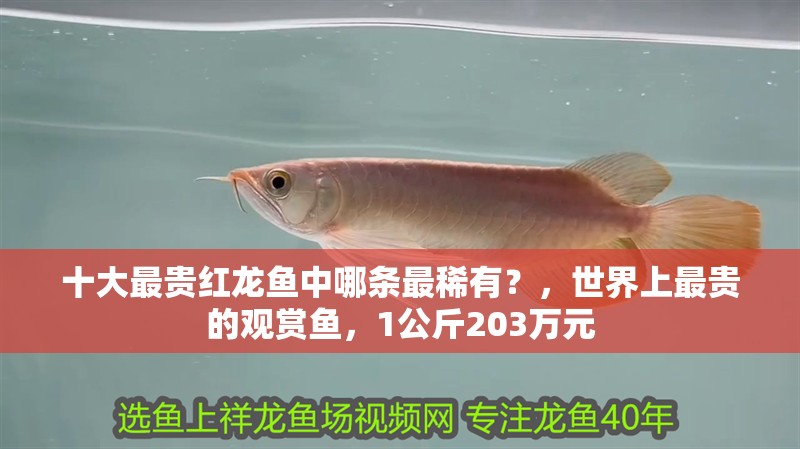 十大最貴紅龍魚中哪條最稀有？，世界上最貴的觀賞魚，1公斤203萬元