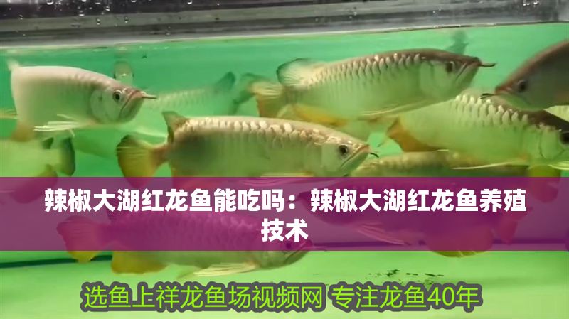 辣椒大湖紅龍魚能吃嗎：辣椒大湖紅龍魚養(yǎng)殖技術(shù)