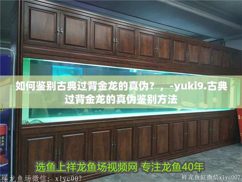 如何鑒別古典過背金龍的真偽？，-yuki9.古典過背金龍的真偽鑒別方法