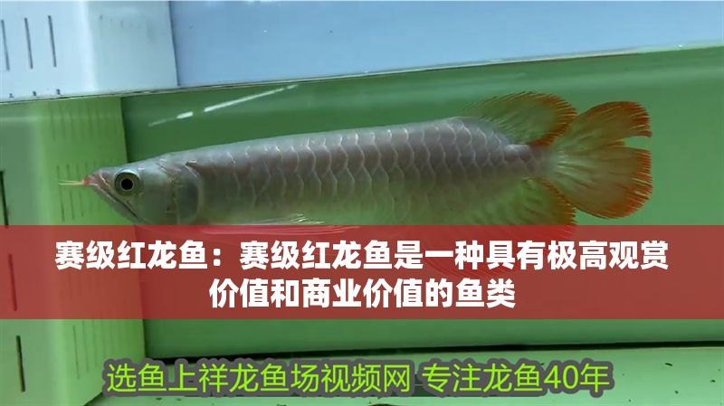 賽級紅龍魚：賽級紅龍魚是一種具有極高觀賞價值和商業(yè)價值的魚類