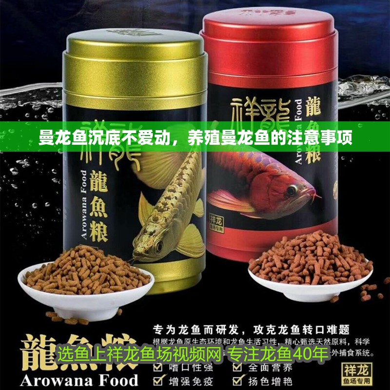 曼龍魚沉底不愛(ài)動(dòng)，養(yǎng)殖曼龍魚的注意事項(xiàng)