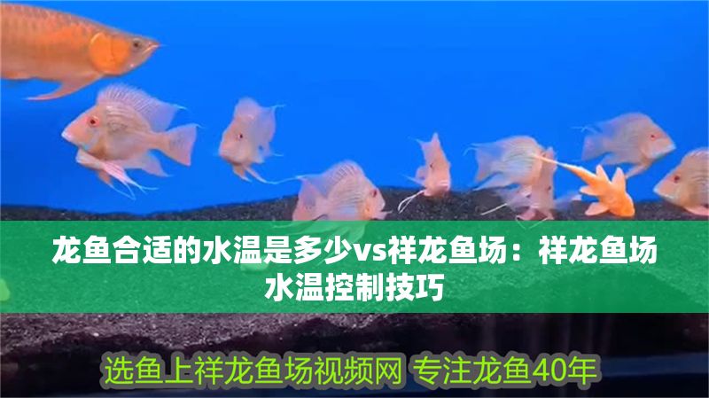 龍魚合適的水溫是多少vs祥龍魚場：祥龍魚場水溫控制技巧
