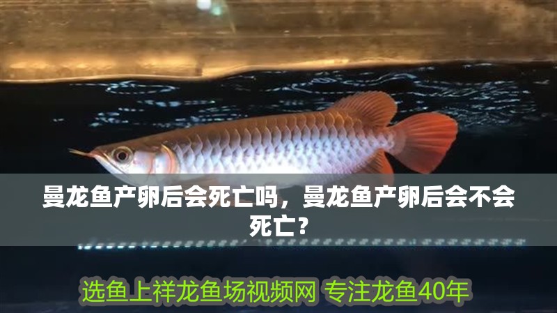 曼龍魚(yú)產(chǎn)卵后會(huì)死亡嗎，曼龍魚(yú)產(chǎn)卵后會(huì)不會(huì)死亡？