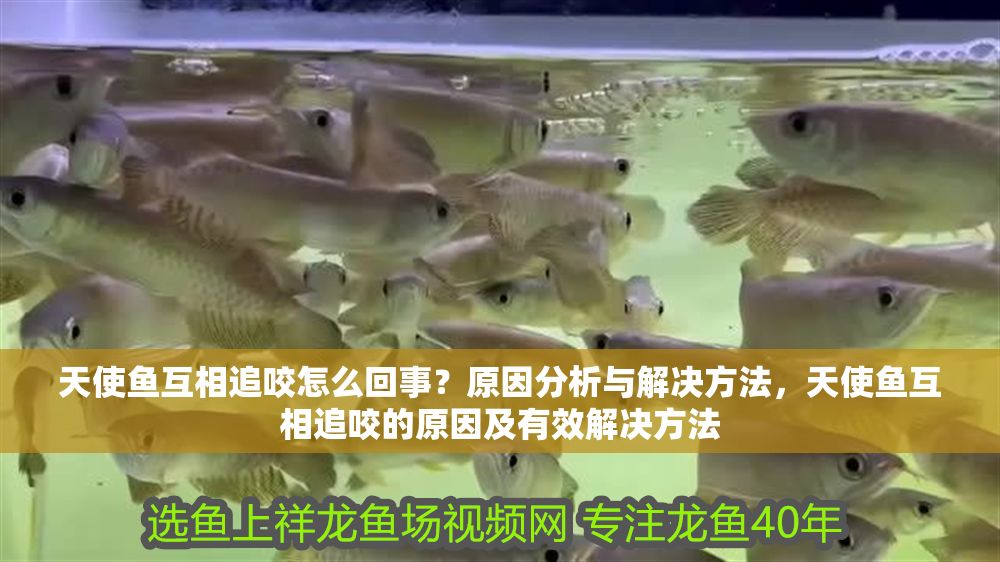 詳細閱讀:天使魚互相追咬怎么回事?原因分析與解決方法,天使魚互相追咬的原因及有效解決方法 天使魚互相追咬怎么回事?原因分析與解決方法,天使魚互相追咬的原因及有效解決方法