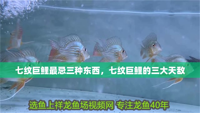 七紋巨鯉最忌三種東西，七紋巨鯉的三大天敵