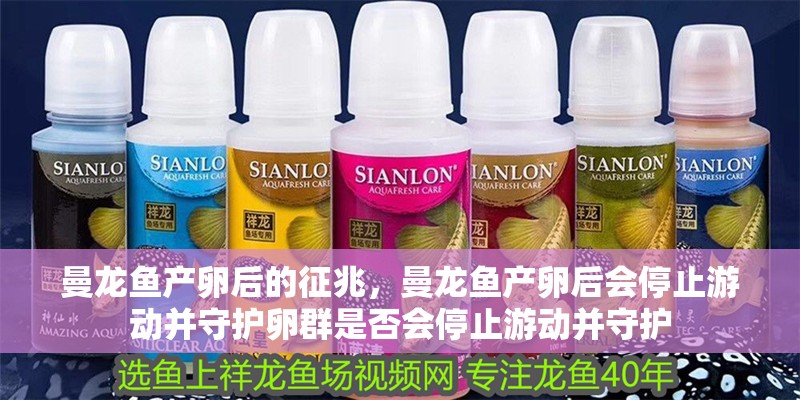 曼龍魚產(chǎn)卵后的征兆，曼龍魚產(chǎn)卵后會停止游動并守護卵群是否會停止游動并守護