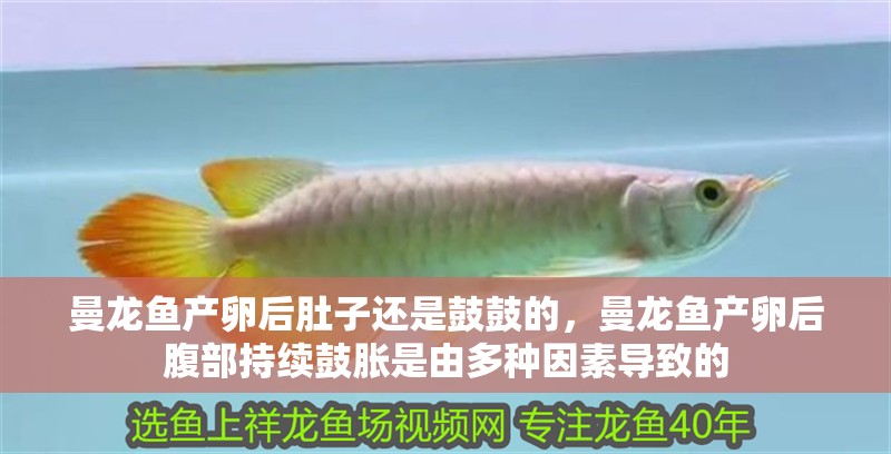 曼龍魚產卵后肚子還是鼓鼓的，曼龍魚產卵后腹部持續鼓脹是由多種因素導致的
