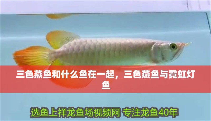 三色燕魚和什么魚在一起，三色燕魚與霓虹燈魚