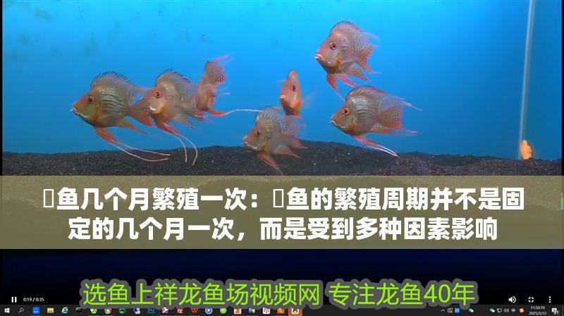 魟魚幾個月繁殖一次：魟魚的繁殖周期并不是固定的幾個月一次，而是受到多種因素影響