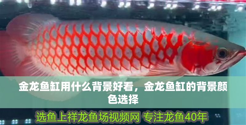 金龍魚缸用什么背景好看，金龍魚缸的背景顏色選擇