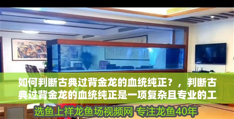 如何判斷古典過背金龍的血統純正？，判斷古典過背金龍的血統純正是一項復雜且專業的工作