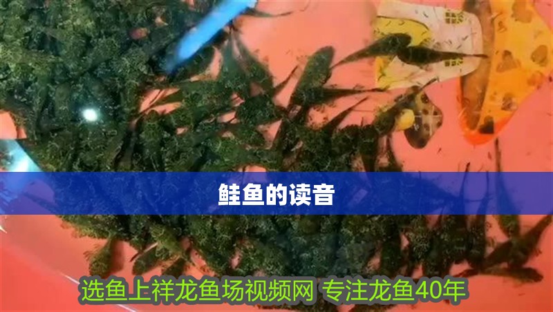 鮭魚的讀音