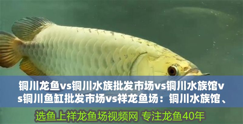 銅川龍魚vs銅川水族批發市場vs銅川水族館vs銅川魚缸批發市場vs祥龍魚場：銅川水族館、祥龍魚場魚缸批發市場價格對比