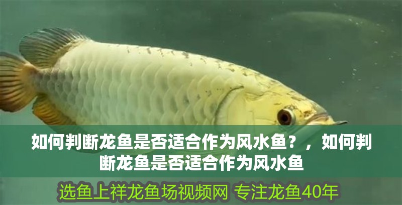 如何判斷龍魚是否適合作為風水魚？，如何判斷龍魚是否適合作為風水魚