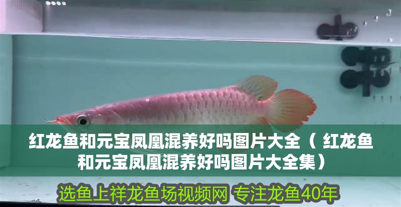 紅龍魚和元寶鳳凰混養(yǎng)好嗎圖片大全（ 紅龍魚和元寶鳳凰混養(yǎng)好嗎圖片大全集）