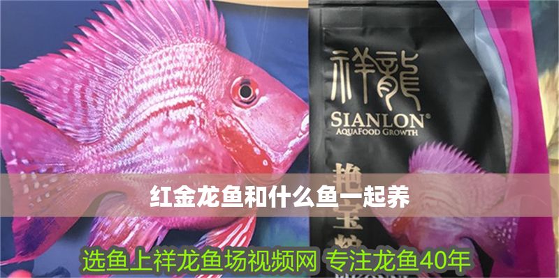 紅金龍魚和什么魚一起養